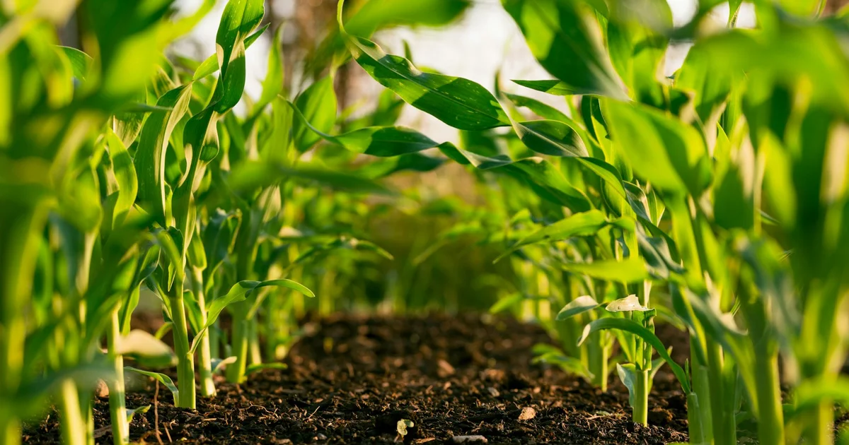 Soutien financier pour des projets communautaires via la foresterie sociale